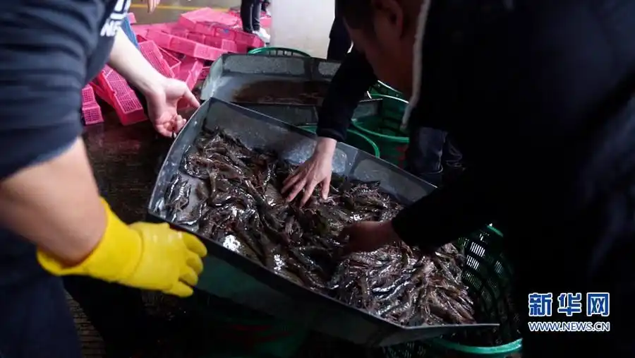 福州海鲜批发市场_福州厨具批发市场_名成海峡水产品交易中心